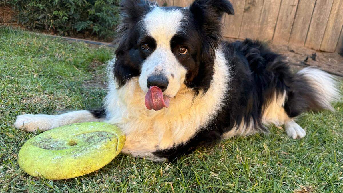 Archie, a 7-year-old border collie, is among the 59% of American dogs that are overweight or obese. Could doggy Oxempic be in their futures?