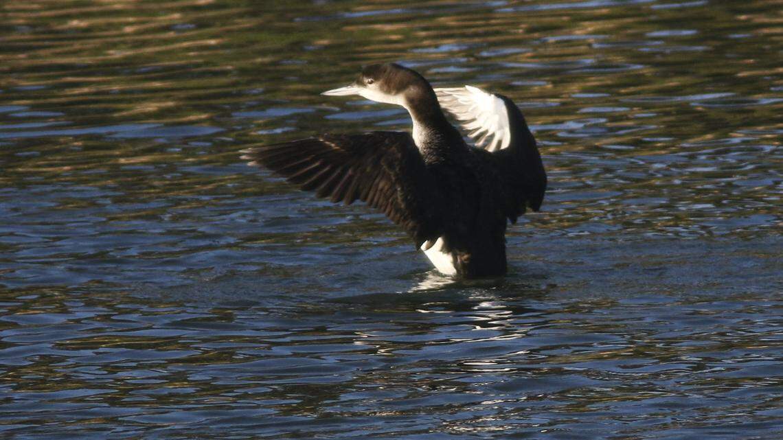 A common loon flaps its wings. Greg Miller, Jon Dunn and Bettina Eastman led a birding stroll on the Morro Bay State Park Marina Boardwalk as part of the Morro Bay Bird Festival on Jan. 15, 2026.