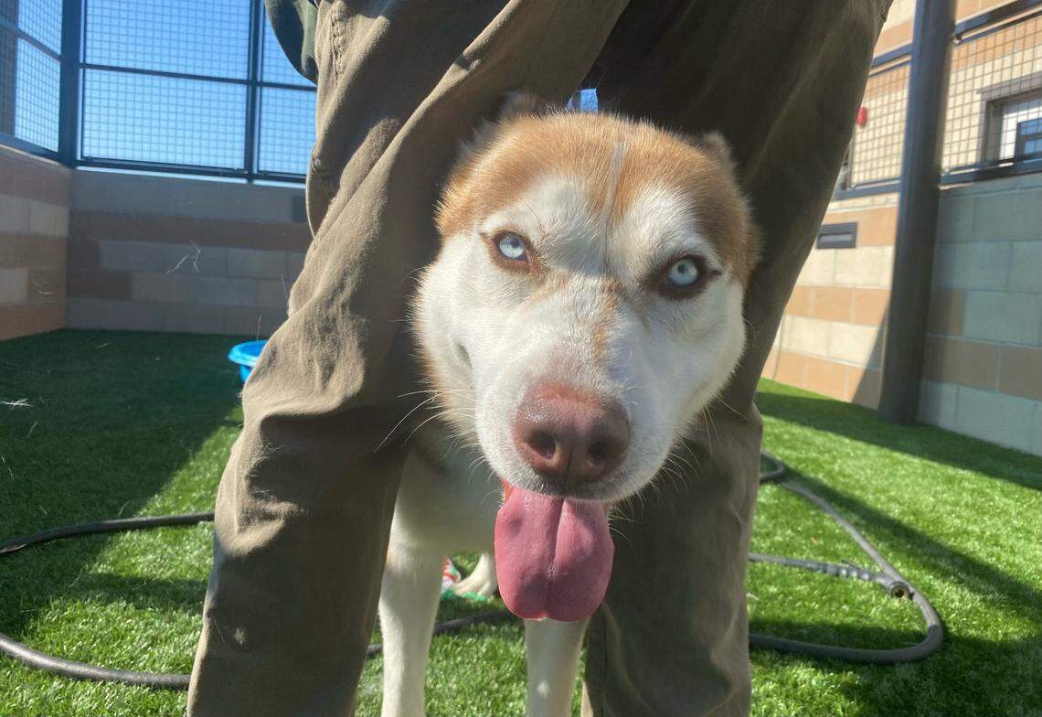 Blaze, a husky dog, is available for adoption at the San Luis Obispo County Animal Services shelter in San Luis Obispo.