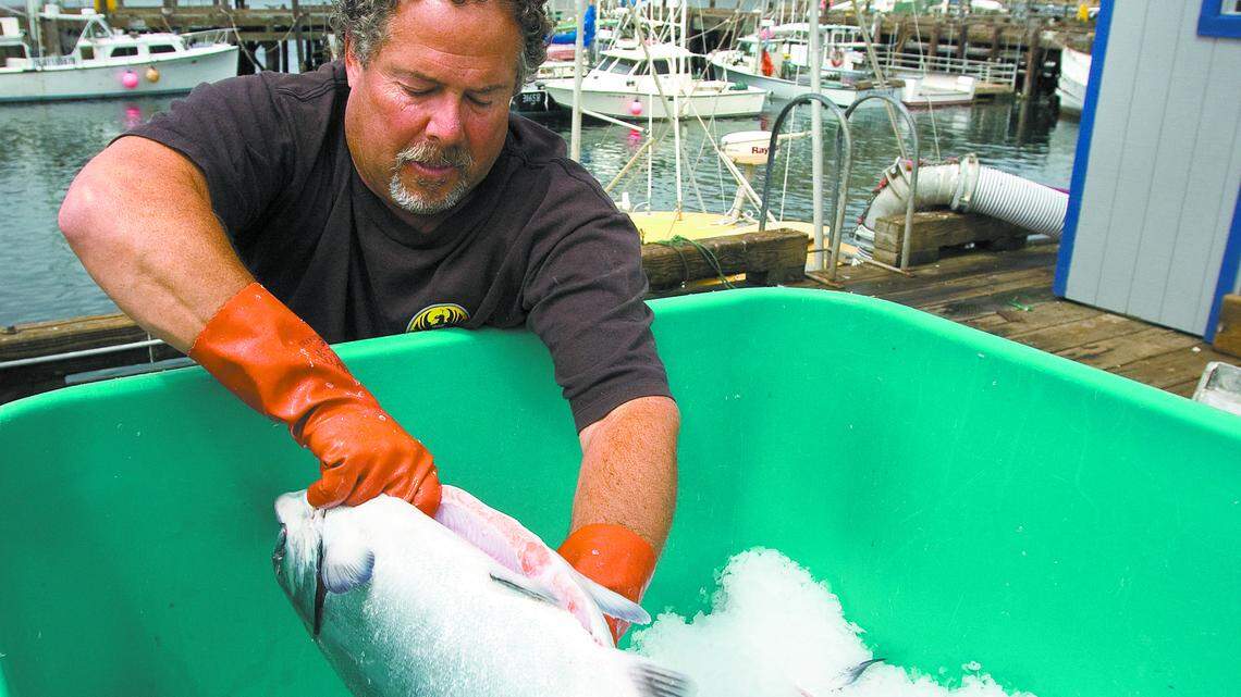 Bruce Rosenblum unloads king salmon caught by fisherman Nick Voss. The Morro Bay Fish Co. is buying the fish. Salmon season opened May 1.