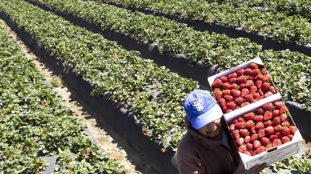 Francisco Ventura carries a flat of San Andreas strawberries at Hayashi Farms in Oceano.