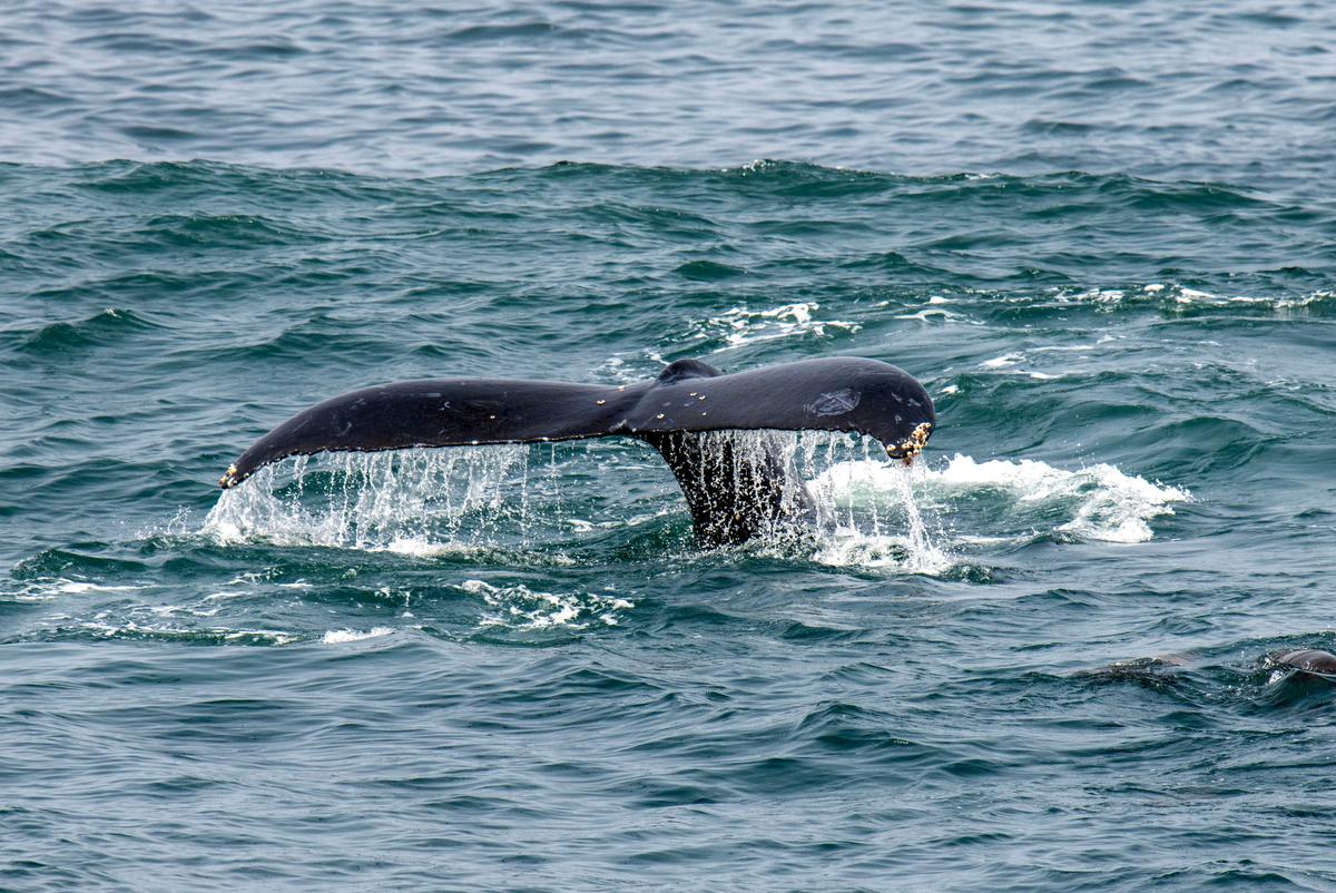 A humpback whale kicks up its tail in the proposed Chumash Heritage National Marine Sanctuary on July 12, 2023, just offshore from Morro Bay.