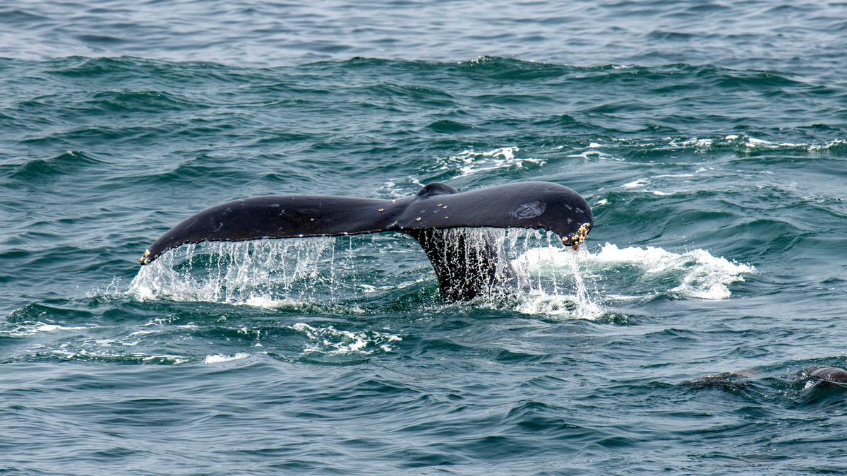 A humpback whale kicks up its tail in the proposed Chumash Heritage National Marine Sanctuary on July 12, 2023, just offshore from Morro Bay.
