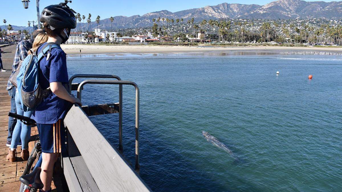 Spectators watch a juvenile gray whale swimming in the waters off Stearn Wharf in Santa Barbara on Friday, Feb. 12, 2021.