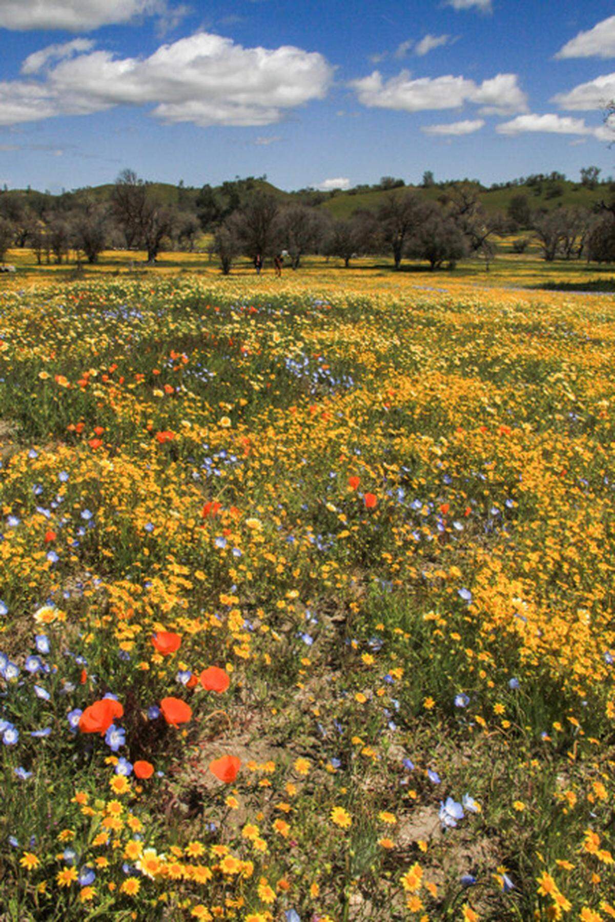 Chuck Blackwell shot this photo of wildflowers at Shell Creek Road off Highway 58 near Santa Margarita on Tuesday, April 4, 2023.