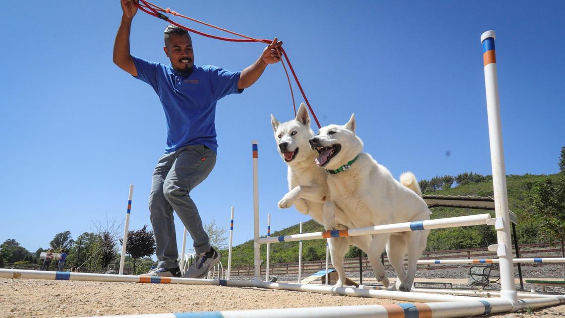 Nearly 6 months after the LA fires, some very good boys still need homes | Opinion