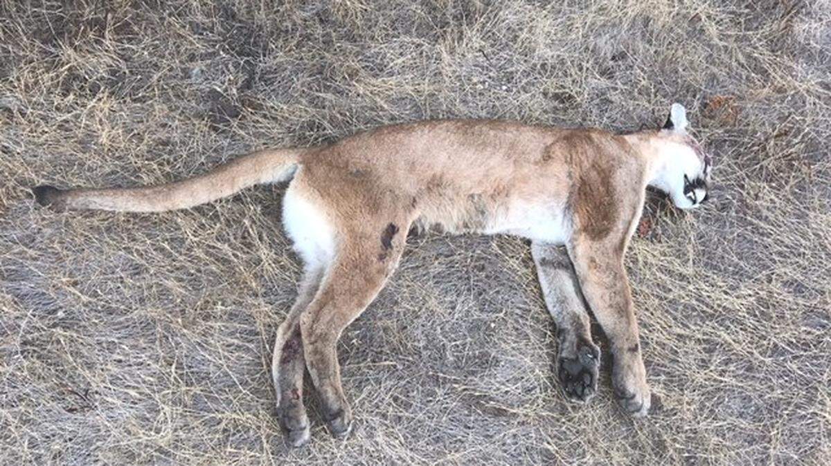 A mountain lion was found dead on the side of Highway 1 near Ardath Drive in Cambria on Thursday morning. The lion was hit by a car and killed.