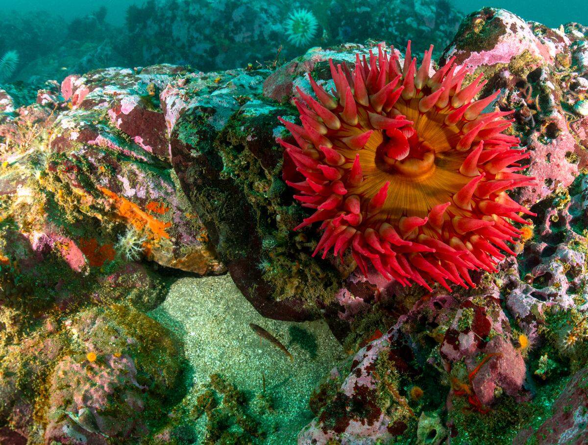 Fish-eating sea anemone live on the rocky reef off Point Estero, where NOAA Office of National Marine Sanctuaries and partners are listening to underwater sound inside the proposed Chumash Heritage National Marine Sanctuary.
