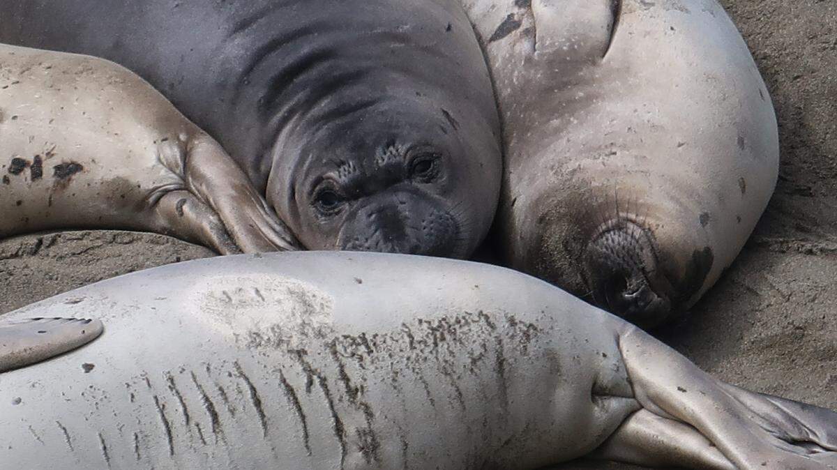 Weaner elephant seals pile on top of each other in groups called pods.