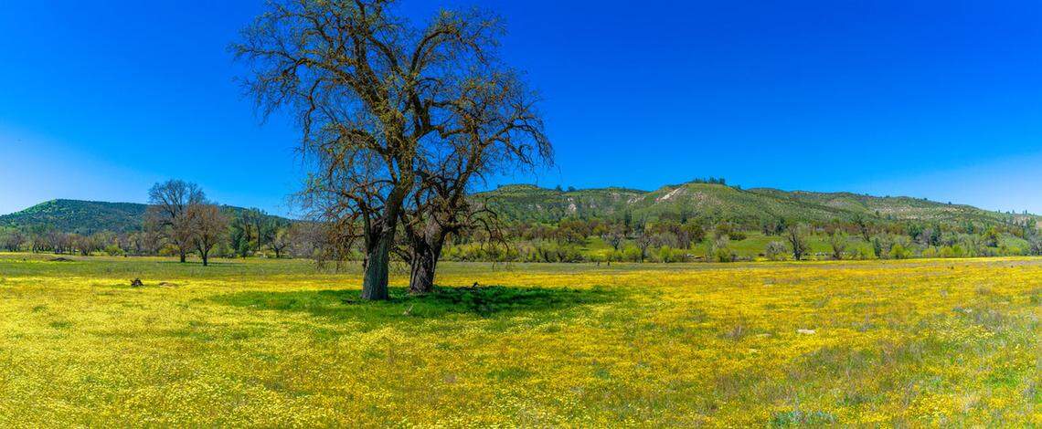 Wildflowers bloom in the fields along Shell Creek Road in April 2020.