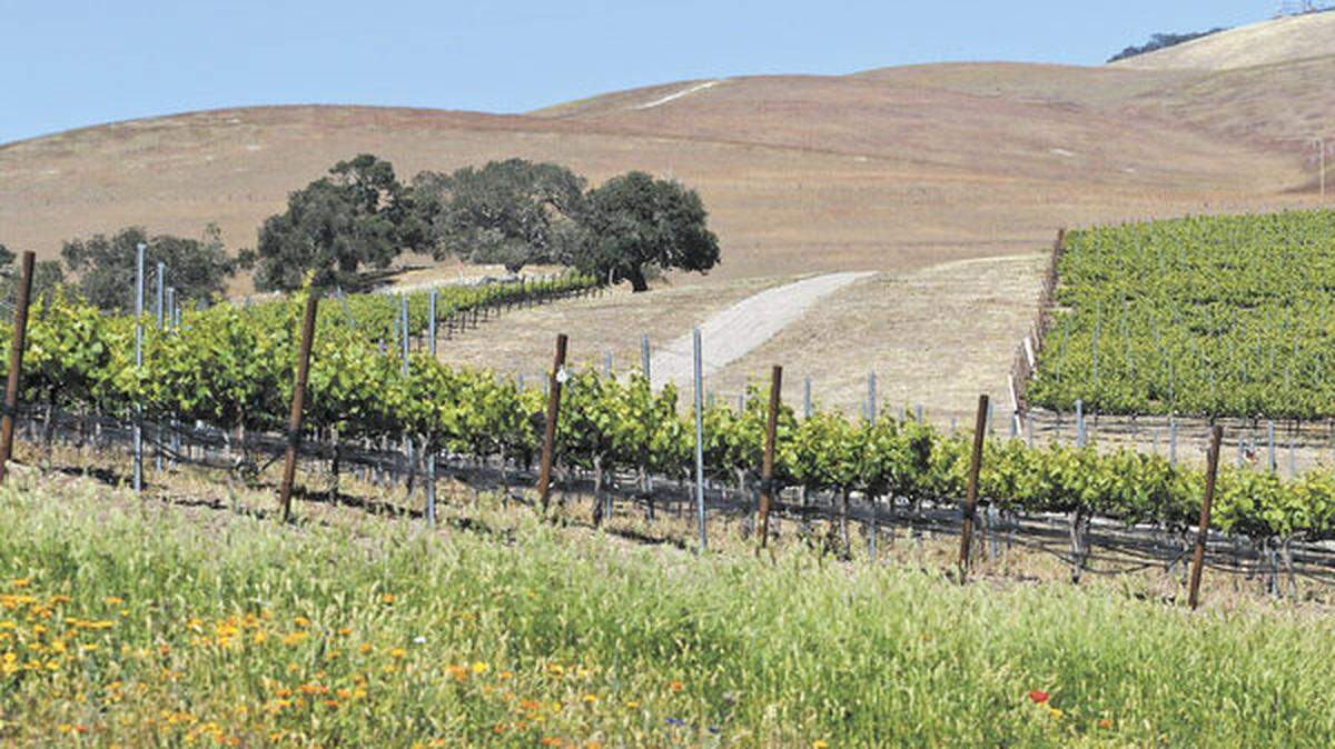 Laetitia Vineyard and Winery wants to build homes on its property south of Arroyo Grande.