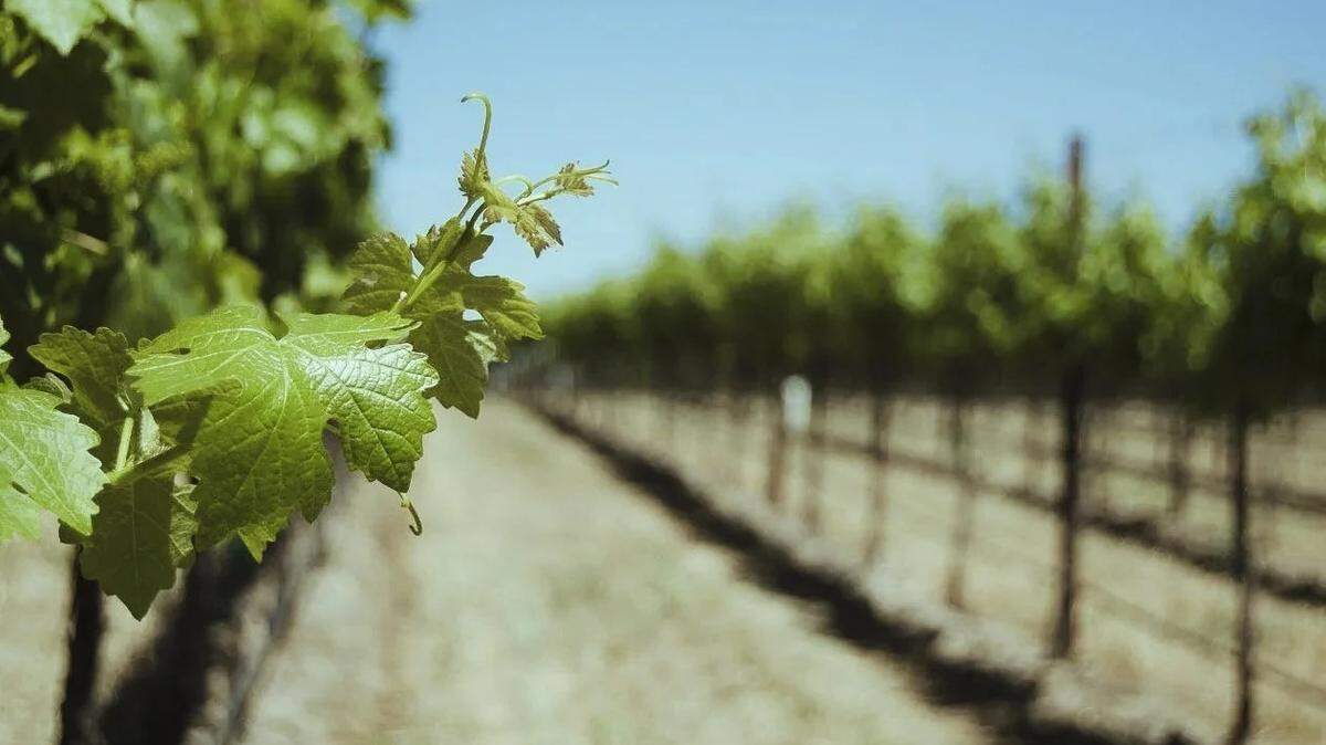 Le Vigne Winery’s Acquarello Vineyard is located along the Estrella River in Paso Robles. The winery’s Acquarello Cabernet Sauvignon Reserve won U.S. Wine of the Year at the 2026 London Wine Competition.