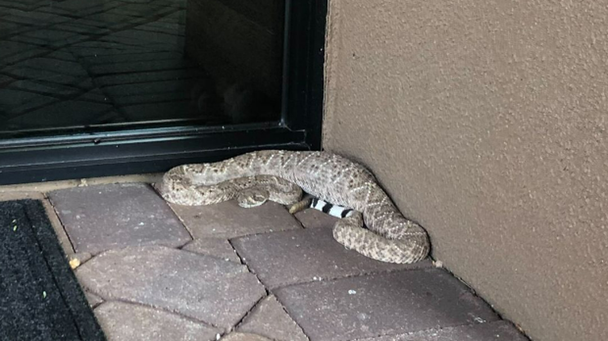 One of Arizona’s western diamondback rattlesnakes is taking a merciless ribbing on social media, after it was rendered nearly immobile by something it ate on an Arizona porch.