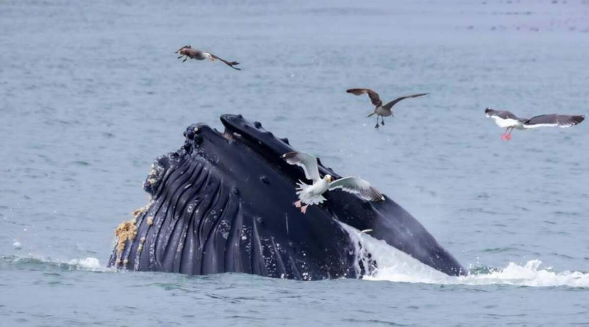 A humpback whale burst out of the water near the Cayucos Pier on June 24, 2026.