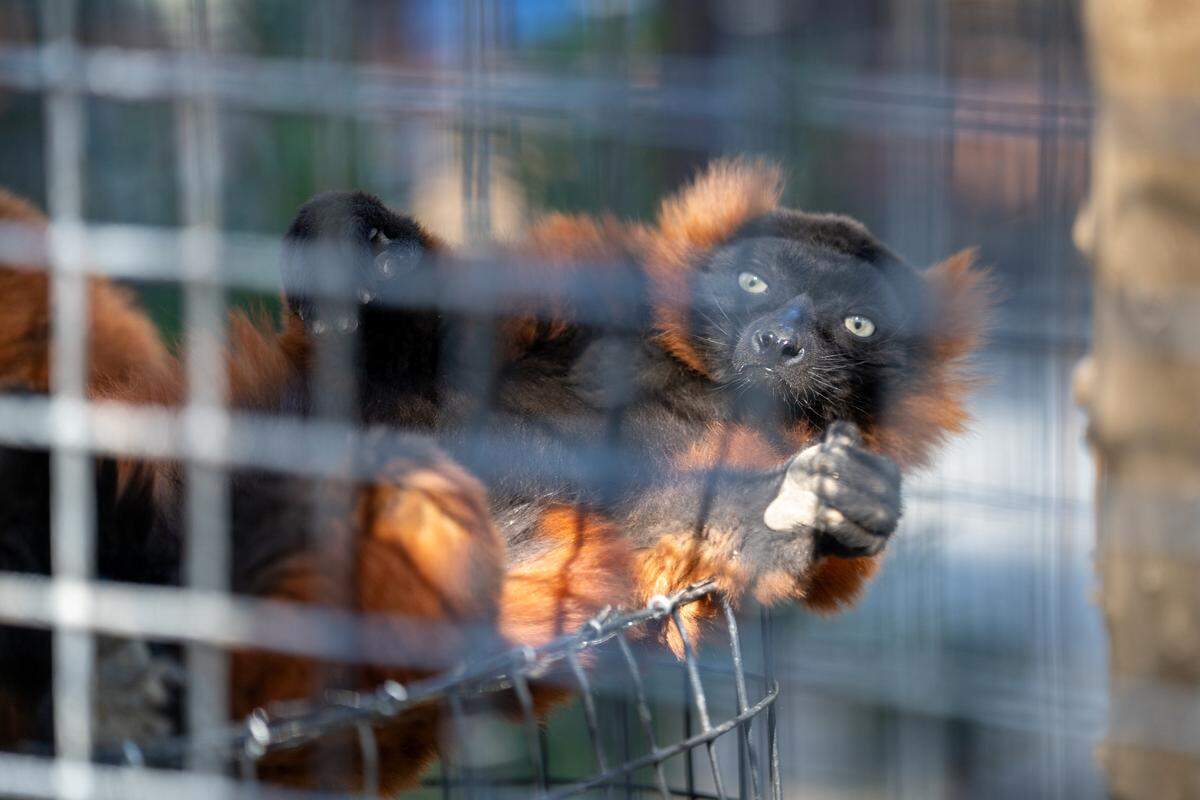 A red ruffed lemur lounges on its back in its habitat at the Central Coast Zoo during the grand opening of the zoo's new Madagascar exhibit on Thursday, May 15, 2026. The new exhibit includes red ruffed lemurs, ring-tailed lemurs, Madagascar teal, tortoises and more.