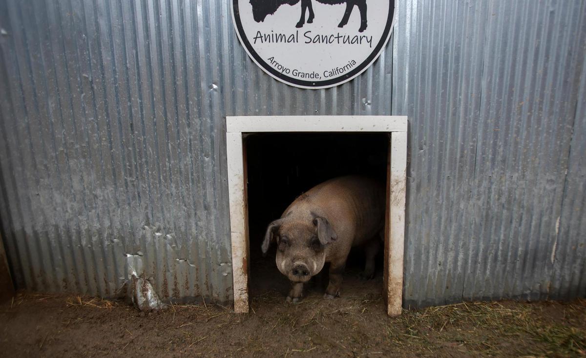 Spider, a female Duroc pig, wanders outside to brave a little afternoon rain shower at Lilly’s Animal Sanctuary.