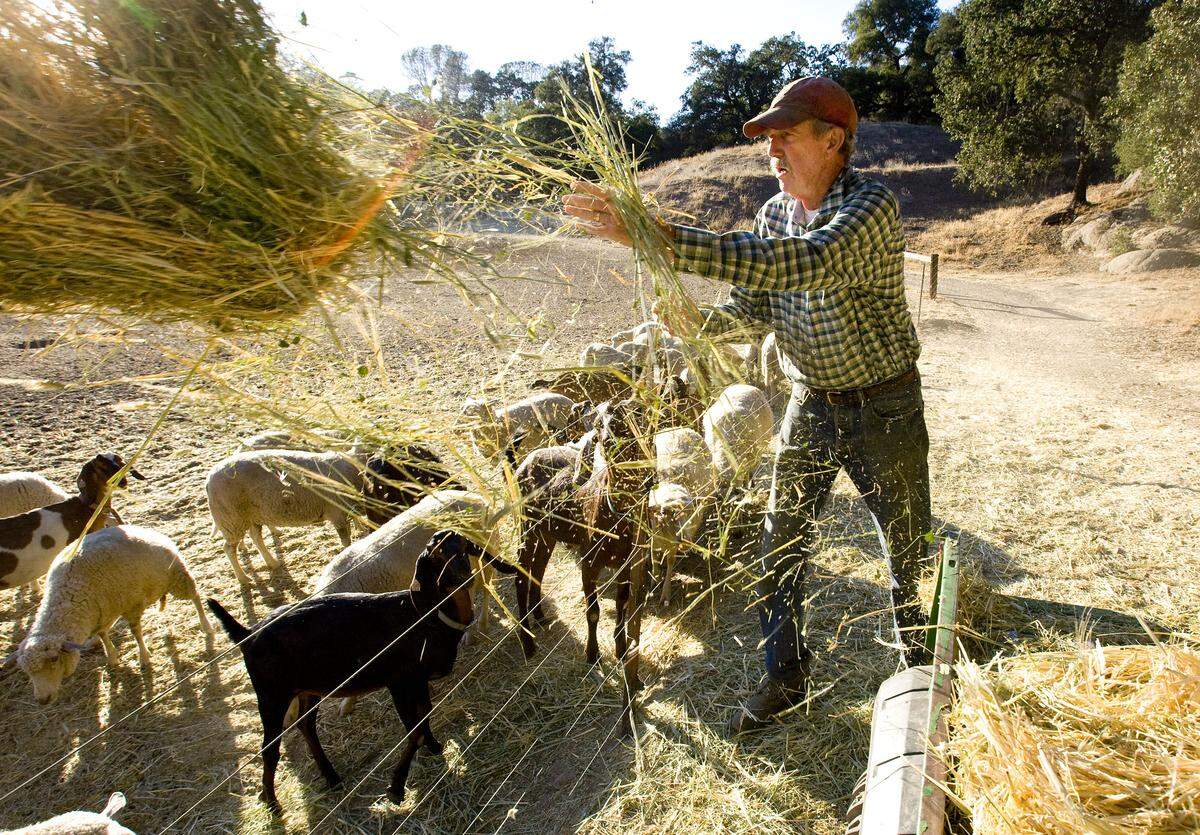 Jim Maguire feeds goats and sheep in Riconada Dairy Farm in Santa Margarita in 2014. The Rinconada dairy milks sheep and goats, makes cheese and offers farmstay and tour options.