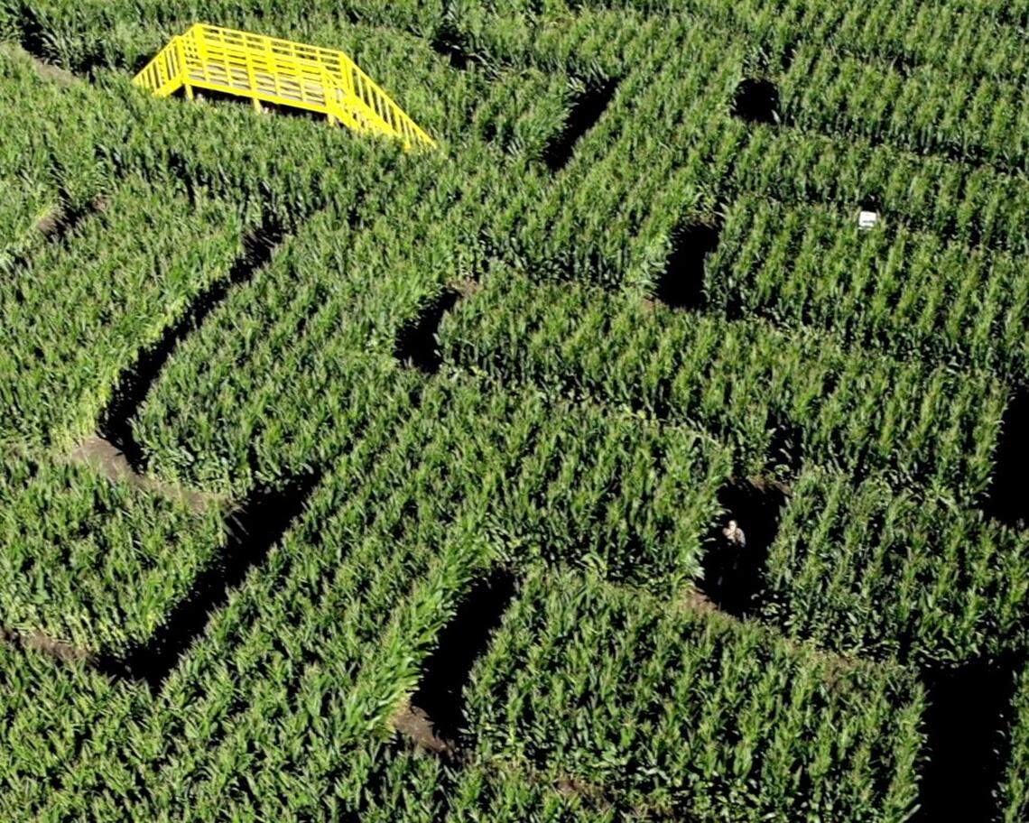 Brookshire Farms features a 4.5-acre Sesame Street-themed corn maze on Los Osos Valley Road between Los Osos and San Luis Obispo seen here on Oct. 7, 2025.