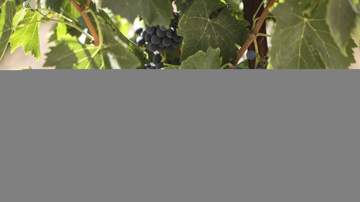 Sangiovese grapes ripen at Dresser Winery  east of Paso Robles, seen here on. Aug. 28, 2025. 