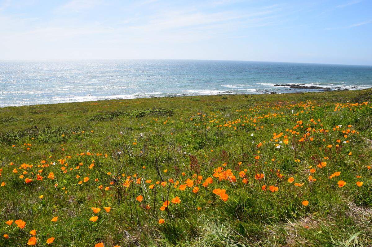 Tribune reader Denine Hicks took this photo of California poppies at Harmony Headlands State Park off Highway 1 on April 6.