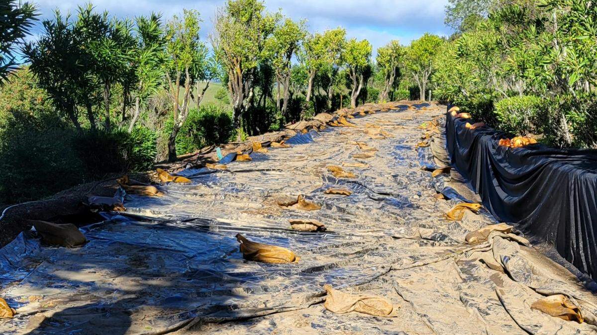 Prior to the rain in early December, contractors working at Hearst Castle had covered the exposed dirt roadbed up to the hilltop with heavy plastic tarps weighed down by sandbags, trying to minimize the soil saturation from the storm. The force of the runoff was strong enough to shift some of the protective measures, leaving behind mud. Some cleanup had been done by the time this photo was taken on Dec. 15.
