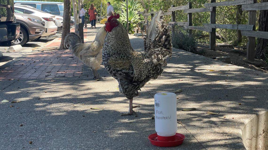 The roosters of Arroyo Grande wander the Village, acting as unofficial mascots.