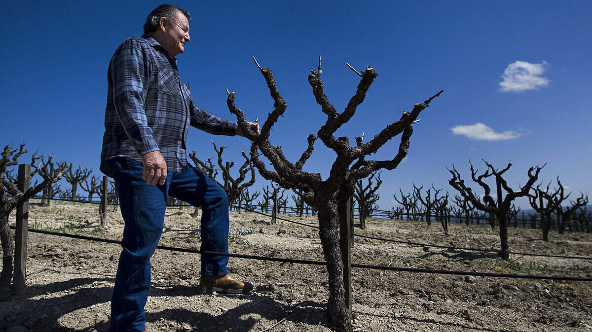 Richard Sauret dry farms zinfandel grapes on his 40-acre property in Paso Robles. ‘I didn’t go to college, but I know how to farm,’ he says.
