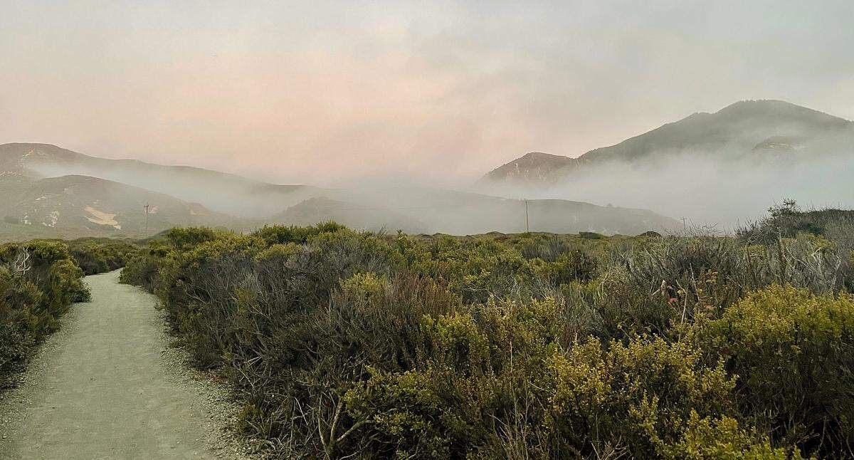 Looking away from the ocean on the Bluff trail in Montaña de Oro State Park is just as beautiful as the views of the ocean.