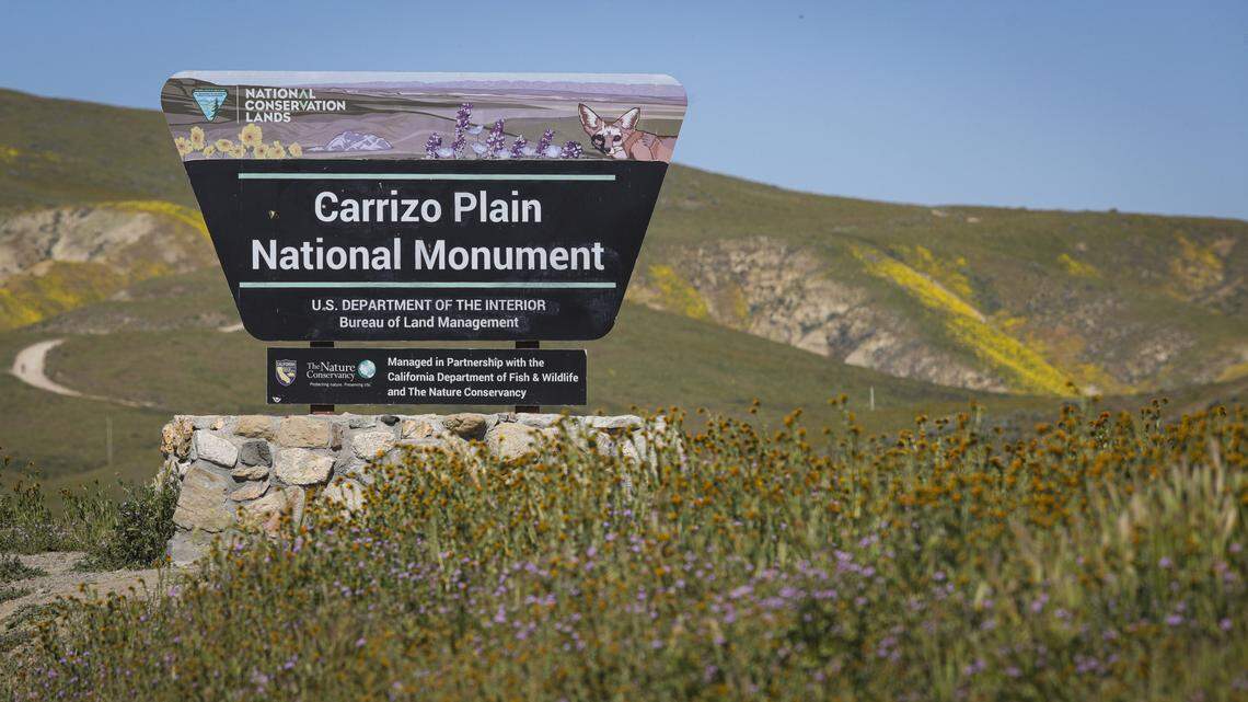 Wildflowers at the south entry to the Carrizo Plain National Monument on Soda Lake Road. Wildflower season is in full bloom on the Carrizo Plain seen here on March 11, 2026.
