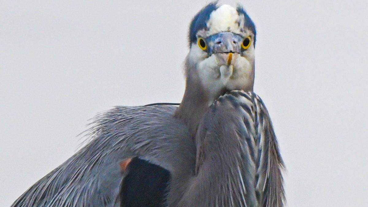 The face of a fish’s worst nightmare, a great blue heron, gazes into the camera lens, a skilled and opportunistic predator.