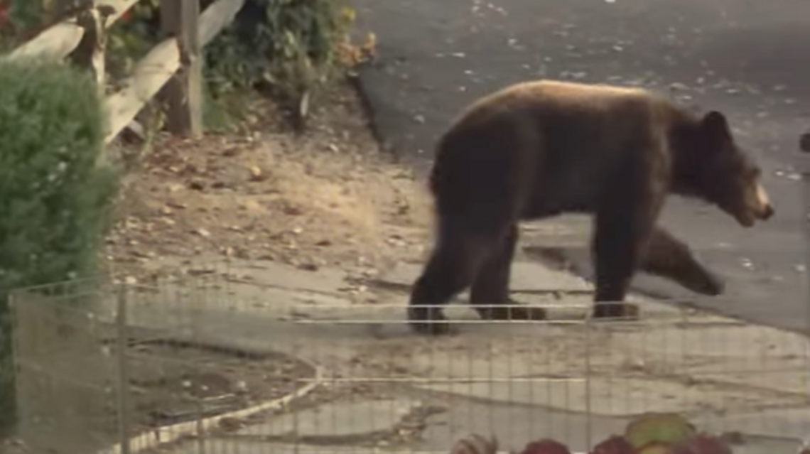 Ring camera captures small bear strolling through SLO County backyard. See video