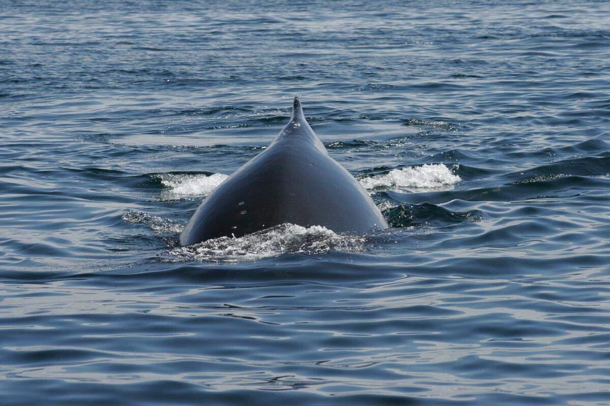 This photo of a whale was captured during a recent boat tour conducted by Sub Sea Tours, Kayaks and Morro Bay Whale Watching.