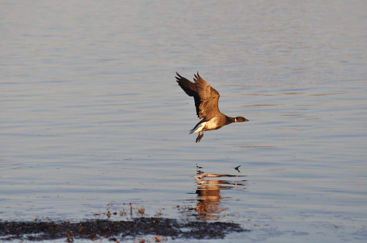PG&E meteorologist John Lindsey shot this photo of a brant geese.