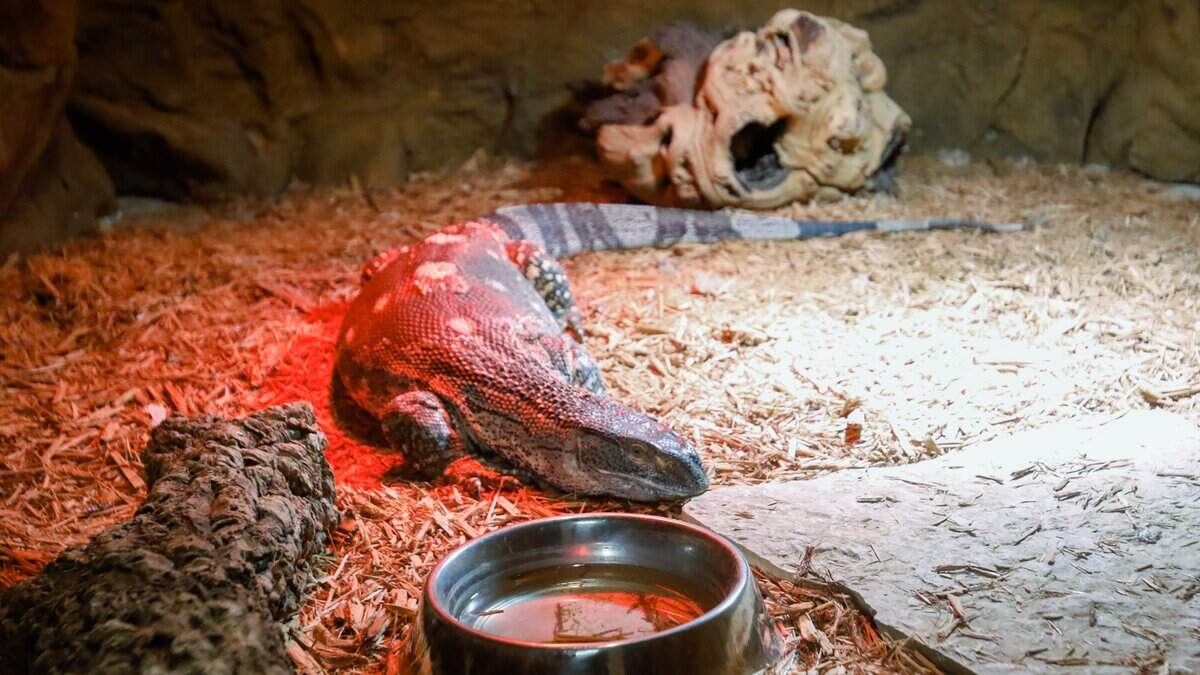 A monitor lizard sits in its enclosure at BK's Reptiles and Zoo on Friday, June 12, 2026. BK's opened in Grover Beach in May, carrying reptile products and offering zoo tours.