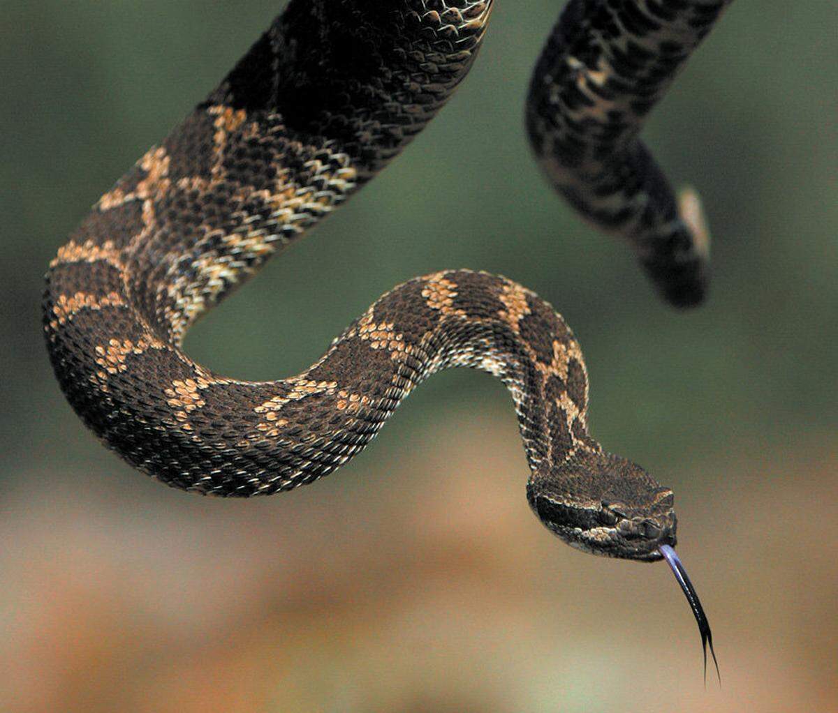 Your dog can learn to stay away from rattlesnakes — like this female Northern Pacific rattler in the Carrizo Plain — as part of a rattlesnake avoidance training session in Paso Robles on June 1.