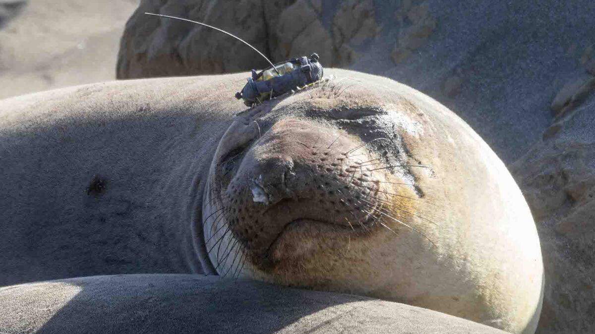 Tracking devices attached to this elephant seal, dubbed Gigi by Friends of the Elephant Seal docents, record variables about the ocean environment in which she’s lived over the past year.