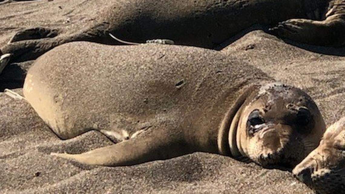 Tagged elephant seal pups are returning to Piedras Blancas. Here’s what the data tells us