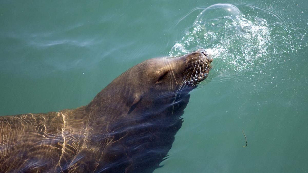 This sea lion was one of four hanging out next to the Morro Bay Fish Co. dock, diving, then surfacting and blowing bubbles.