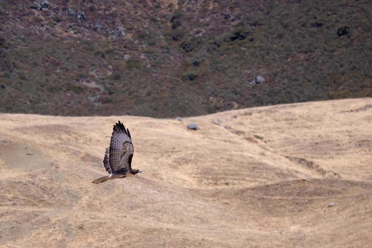 A red-tailed hawk takes flight in the hills of San Luis Obispo County. 
