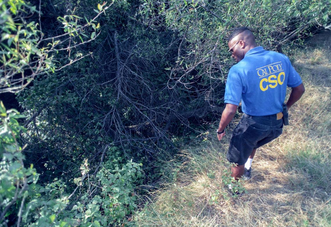 Cal Poly student Gerald Stokes combs Poly Canyon in search of Kristin Smart on May 30, 1996.. Volunteers spent many weekends searching the county for the missing Cal Poly student.
