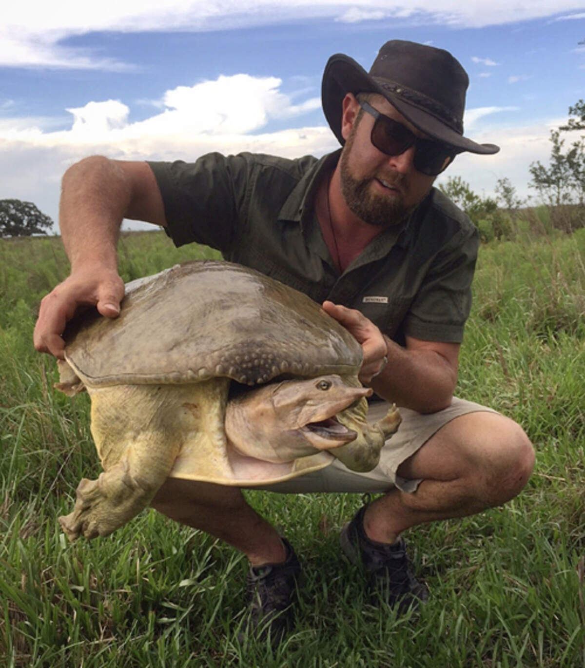 Forrest Galante examines a female softshell turtle ahead of nesting season in the Florida Everglades. 
