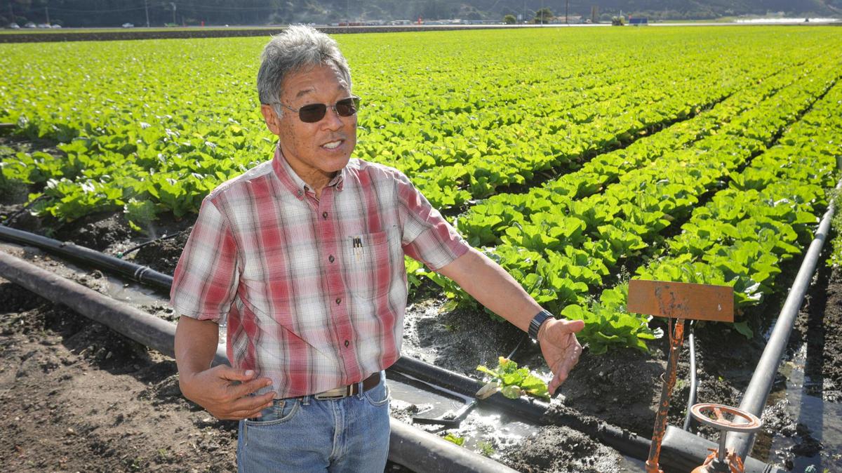 El agricultor Tom Ikeda habla con un visitante frente a un campo de col napa china que se riega cerca de la Highway 1 y Halcyon Road en Arroyo Grande, el 4 de diciembre de 2023. Ikeda se opone a poner límites al uso de fertilizantes nitrogenados.