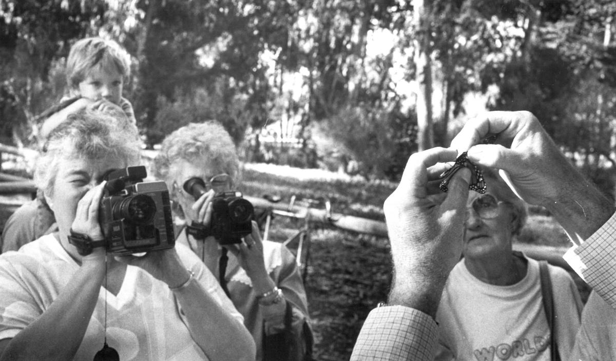 Video cameras purr as Dick Simpson takes a tag small than an infant’s fingernail and fixes it to the monarch’s wing. Lorraine Jarden, left, and Gwen Rock videotape the action. Pismo Beach butterfly grove has long been a destination for monarch butterflies, and those who study, photograph or watch in wonder. David Middlecamp published 12-23-1989