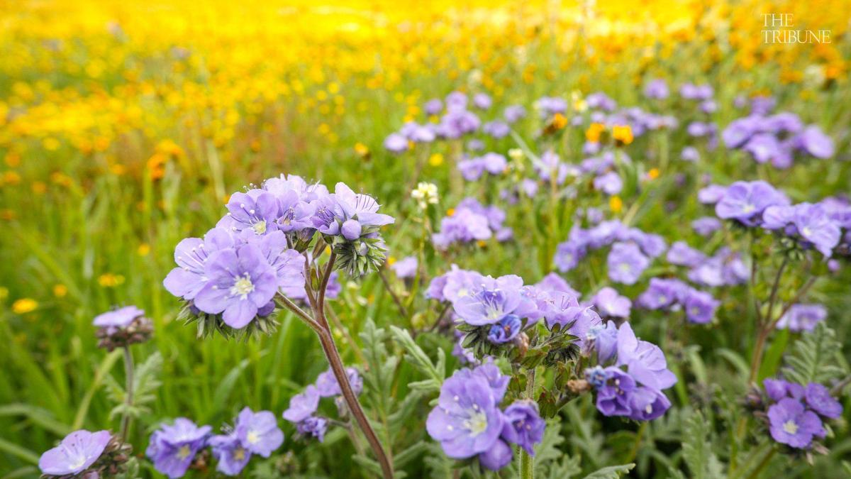 Wildflowers next to Soda Lake Road on Carrizo Plain in March 2017.