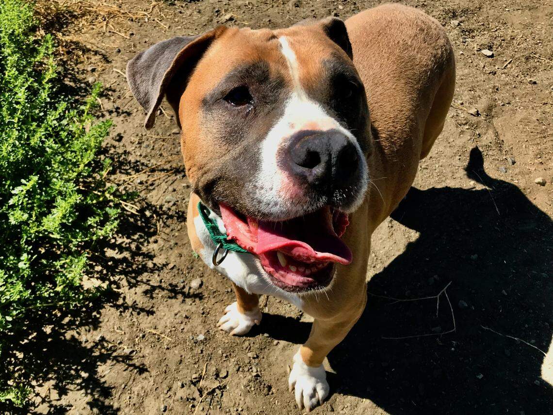 Despite their friendly nature, terriers were once trained to hunt vermin and will react to squirrels and other small animals.