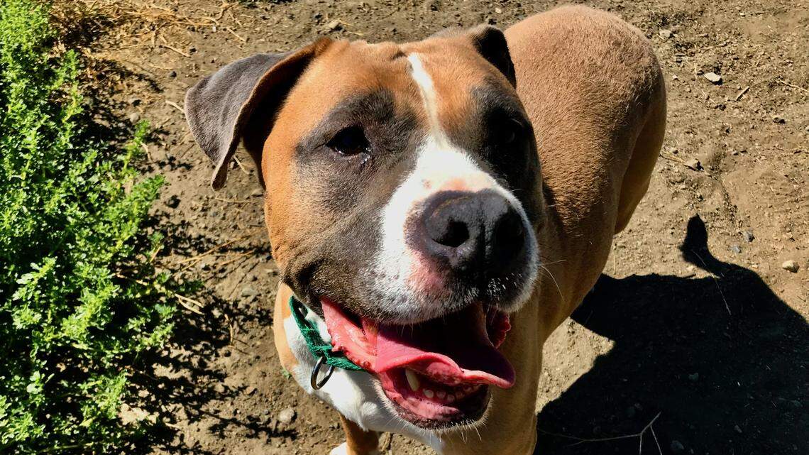 Nick the Staffordshire terrier longs to be a ‘laidback pal.’ Help him find a new home