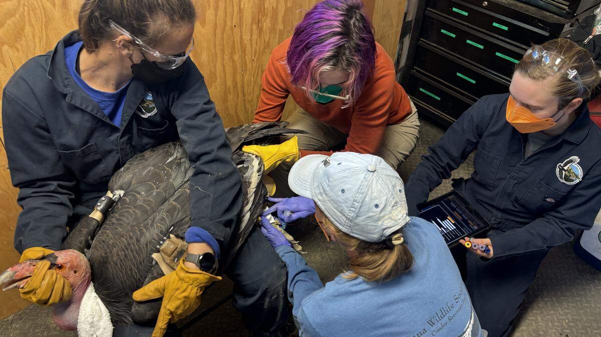 A California condor receives a dose of vaccine to protect it from highly pathogenic avian influenza (HPAI).