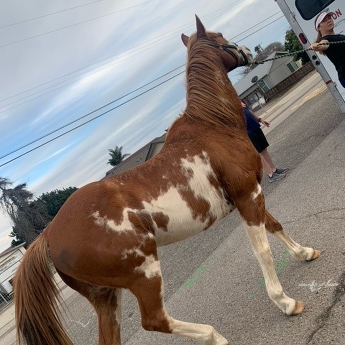 Grover Beach Police Department helped catch a loose horse named Hildago on Jan. 31, 2022.