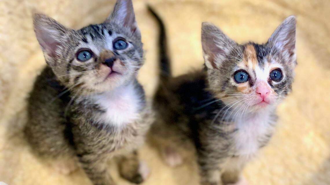 It’s kitten season in SLO County. Here’s how to help