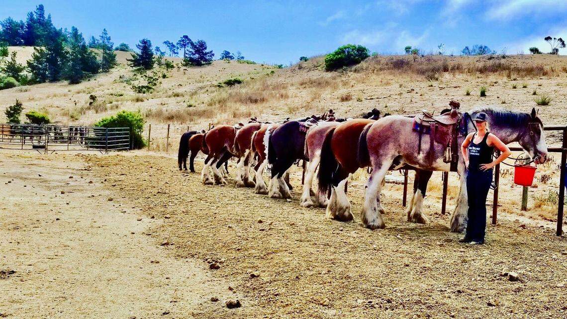 Tara Covell with Clydesdales at the Covell’s Clydesdale Ranch.